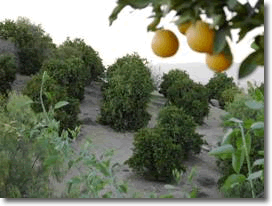 oranges and grove