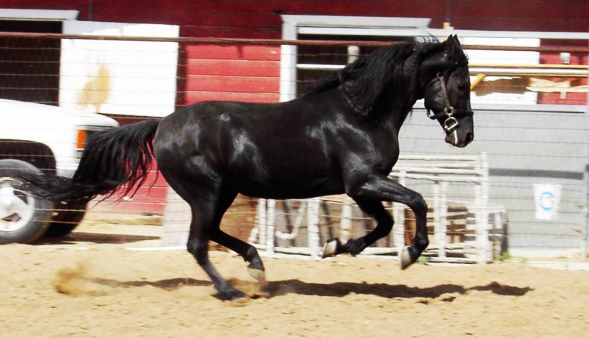 stallion-mangalaramarchador
